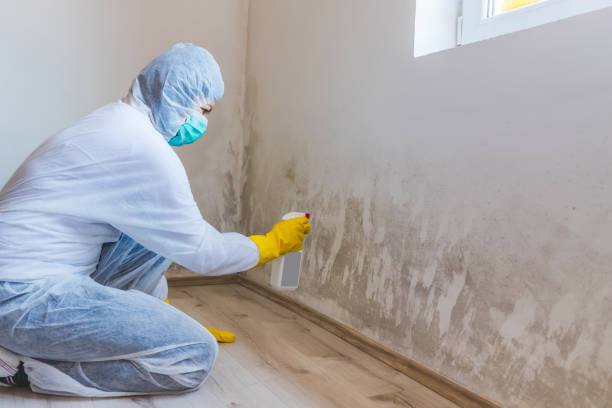 Licensed Black Mold Removal service in Sherwood, MD - WQB Mold Removal