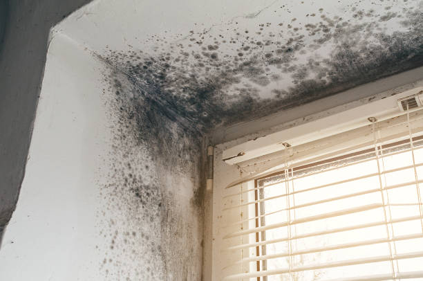 Affordable Black Mold Removal solutions in Sherwood, MD